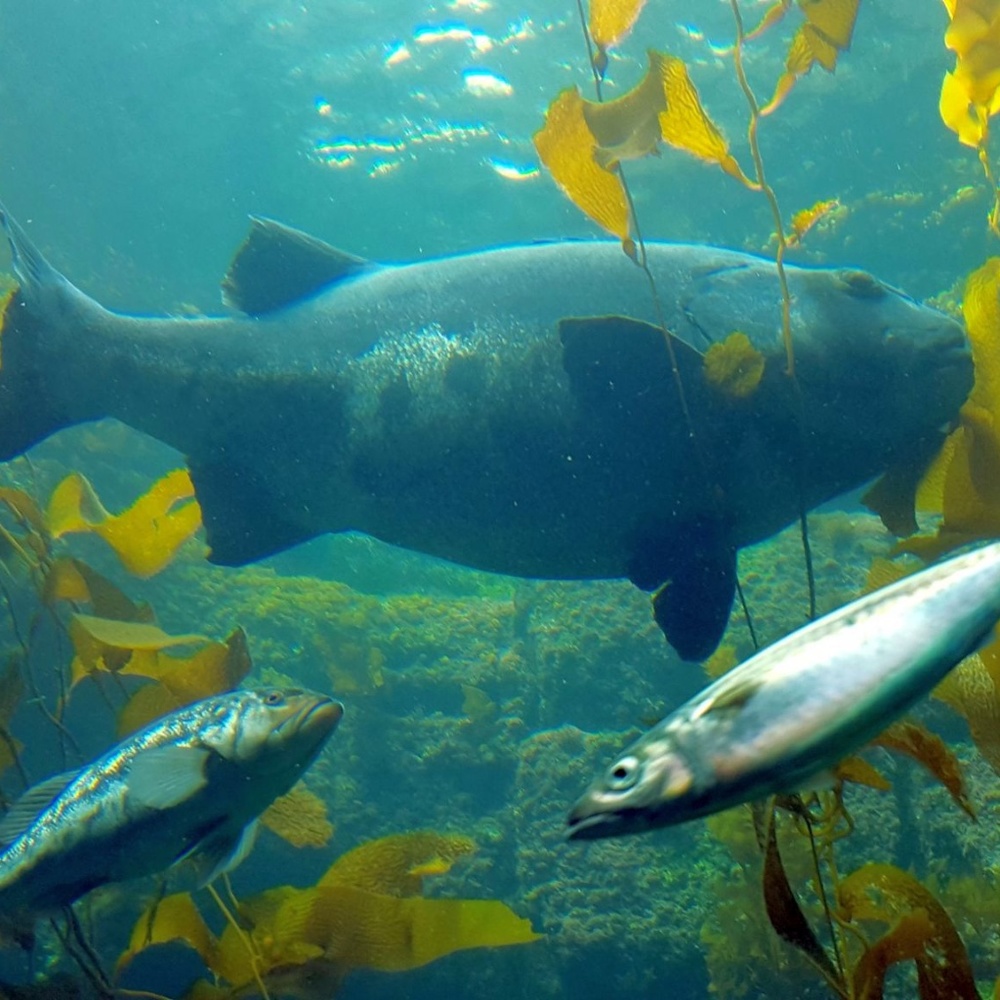 Swimming Fishes ~ 8" X 10" Photography